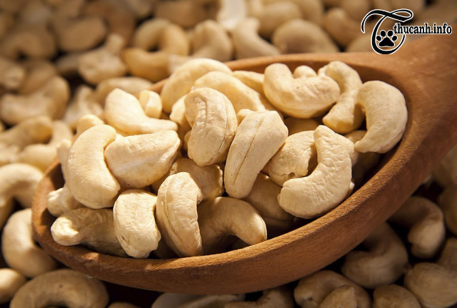 Cashews for Hamsters: Benefits and Precautions