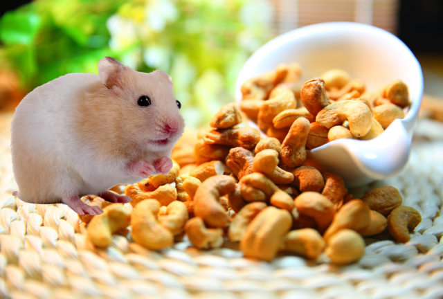 Cashews and Hamsters: Safe Treats or Health Hazards?