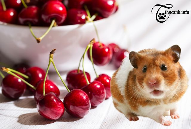 Cherries in a Hamster's Diet: Guidelines