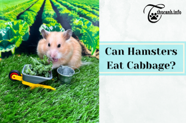 Discovering Cabbage: A Safe Choice for Hamsters?