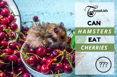 Hamster Treats: 5 Cherries Substitutes