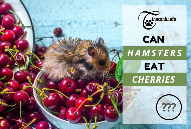 Hamster Treats: 5 Cherries Substitutes