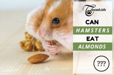 Hamsters and Almonds: Safe Treat or Potential Risk?