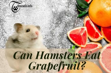 Hamstes eats grapefruit good or bad?
