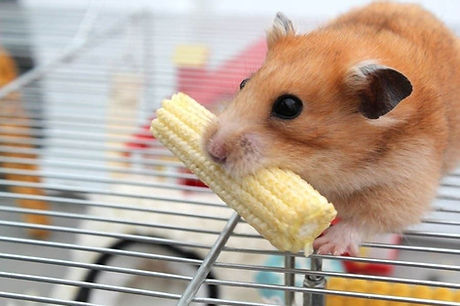 Can Hamsters Eat Brazil Nuts?