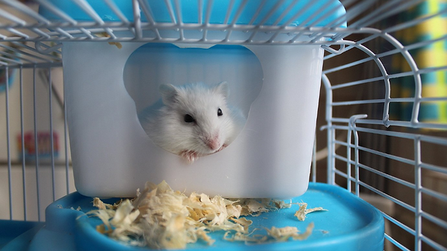 Can Hamsters Eat Brazil Nuts?